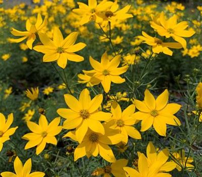 Coreopsis verticillata 'Grandiflora'