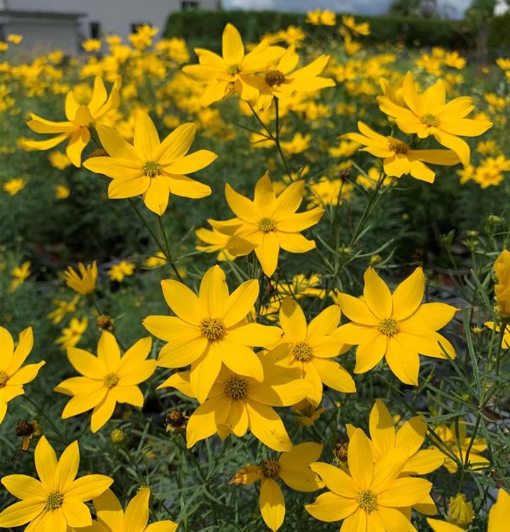 Quirlblättriges Mädchenauge