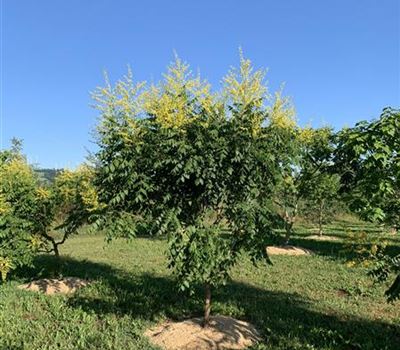 Koelreuteria paniculata Nr. 485