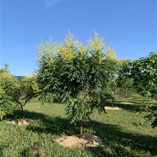 Koelreuteria paniculata Nr. 485