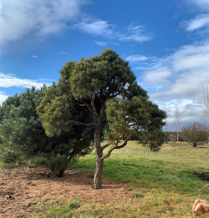 Föhre, Kiefer, Zwergform