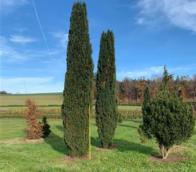 Taxus baccata 'Fastigiata Robusta' Grosse Solitäre
