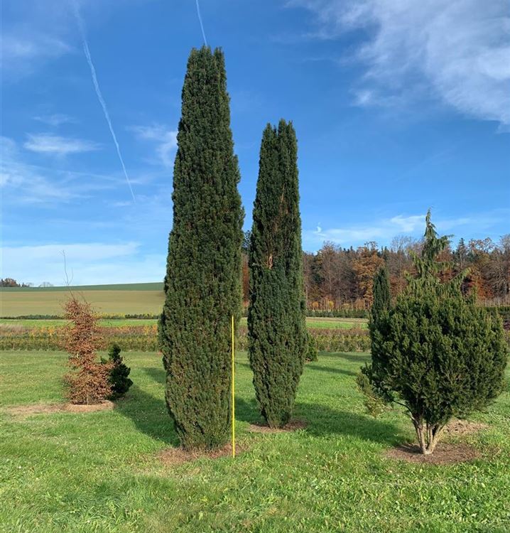 Schmale Säuleneibe 'Fastigiata Robusta'