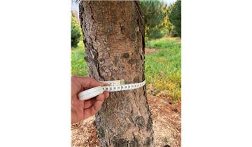 Gartenpflanzen Daepp