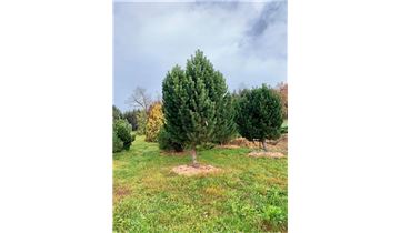 Gartenpflanzen Daepp