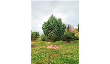 Gartenpflanzen Daepp