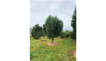 Gartenpflanzen Daepp