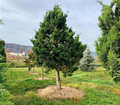 Chamaecyparis obtusa 'Gracilis' Solitär mit Stamm
