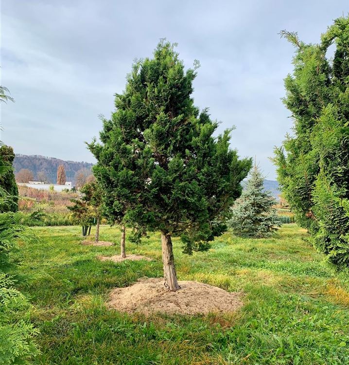 Grosse Muschelzypresse 'Gracilis'