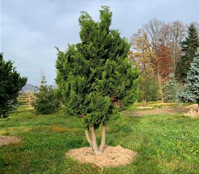 Chamaecyparis obtusa 'Gracilis' dreistämmiger Solitär