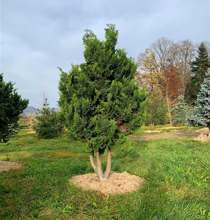 Grosse Muschelzypresse 'Gracilis'