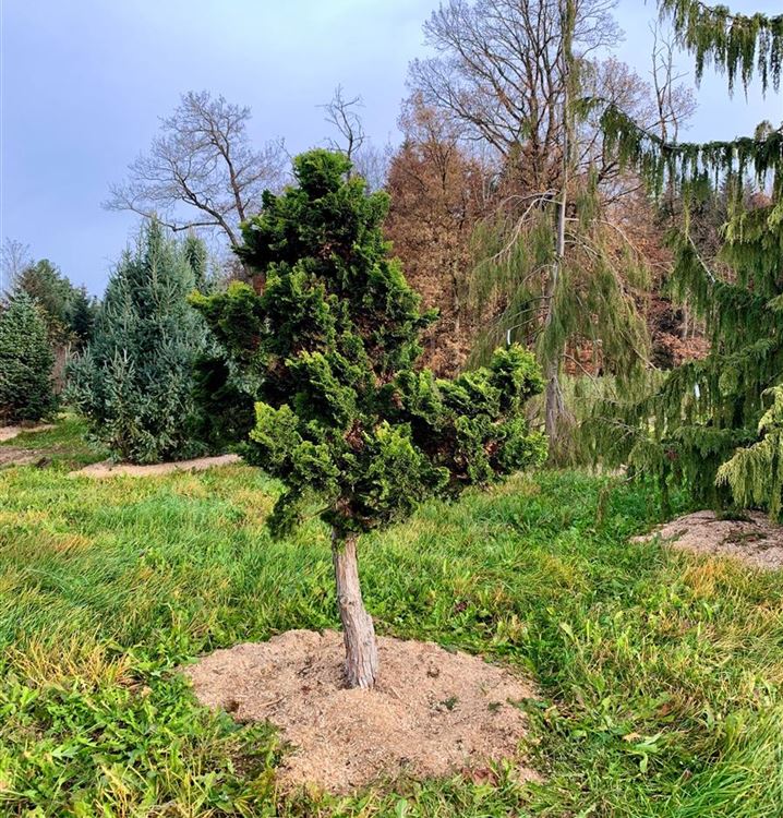 Grosse Muschelzypresse 'Gracilis'