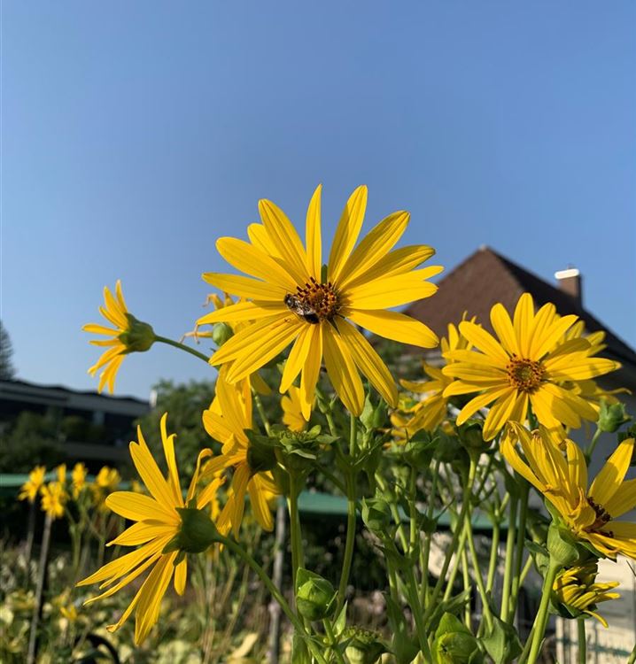 Verwachsenblättrige Becherpflanze