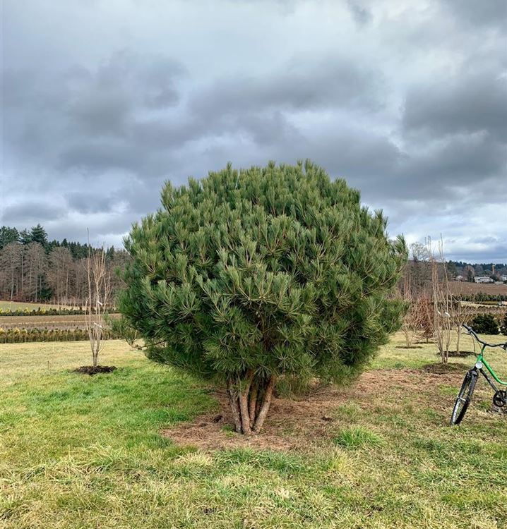 Japanische Rotkiefer 'Umbraculifera'