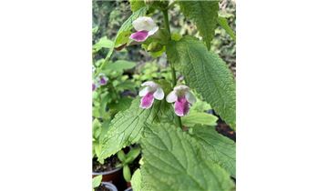 Gartenpflanzen Daepp