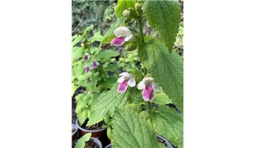 Gartenpflanzen Daepp