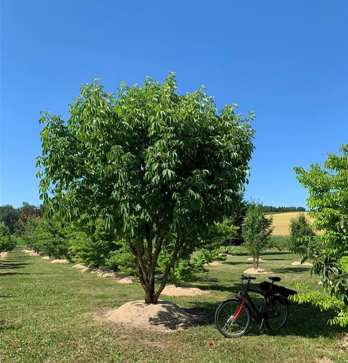 Zwergkastanie 'Atrosanguinea'