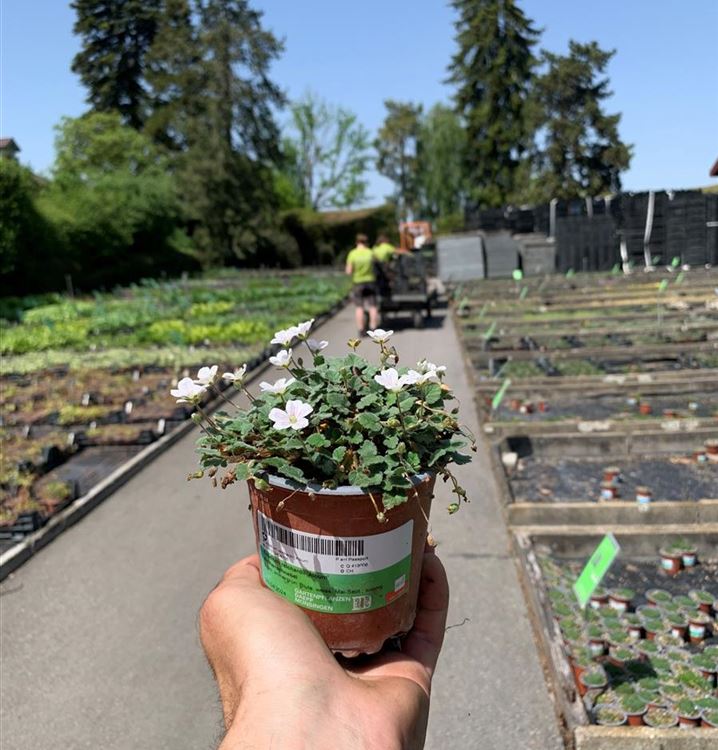 Reiherschnabel 'Album'