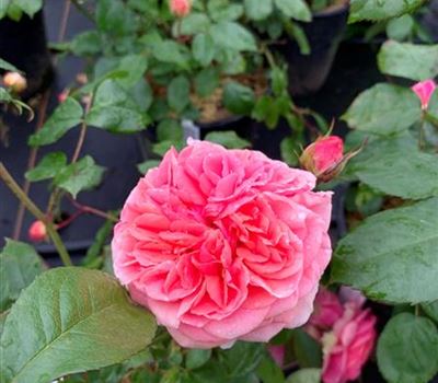 Rosa 'Chippendale'