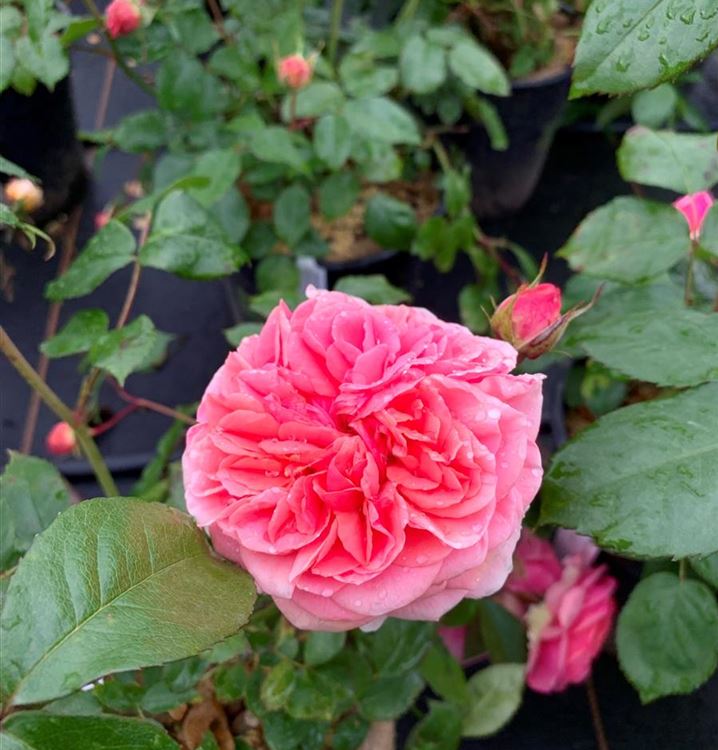 Nostalgische Rose 'Chippendale'®