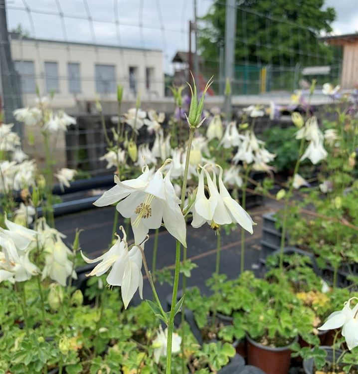 Kurzspornige Akelei 'Alba'