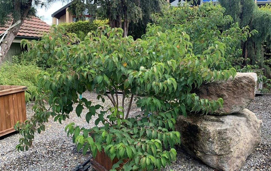 Stachyurus praecox Nr. 40