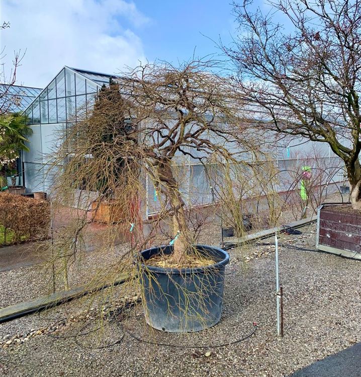 Roter Schlitzahorn 'Ornatum'