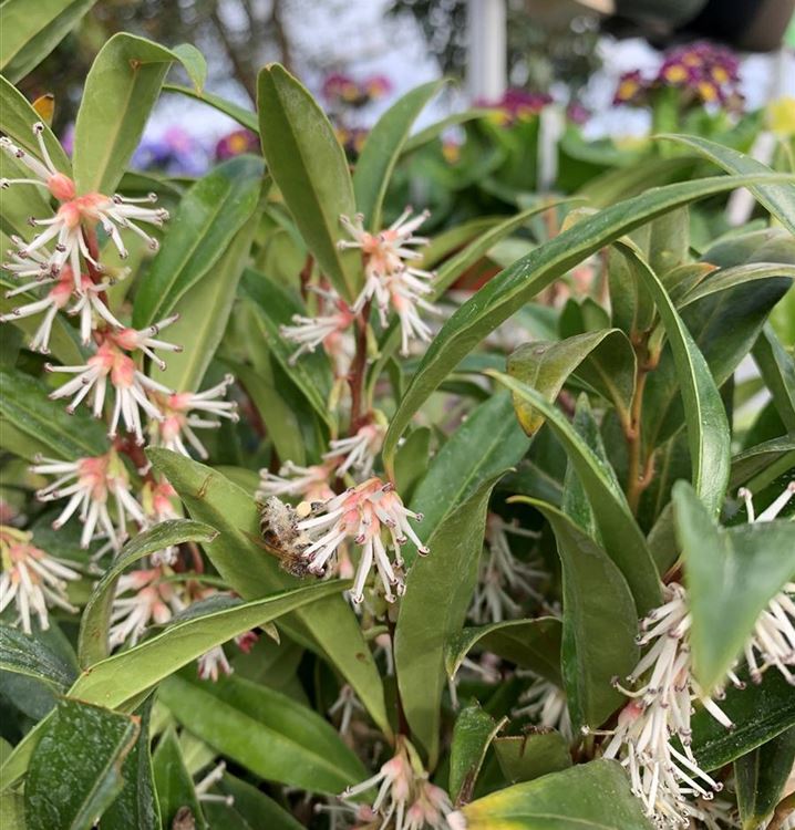 Fleischbeere 'Winter Gem'