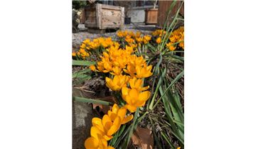 Gartenpflanzen Daepp