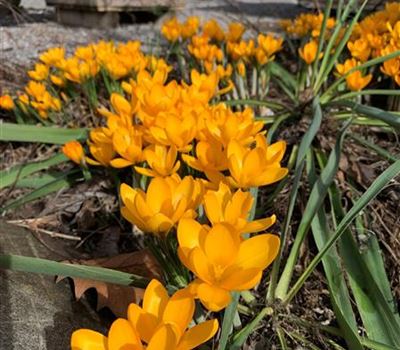 Crocus oliveri 'Orange Monarch'