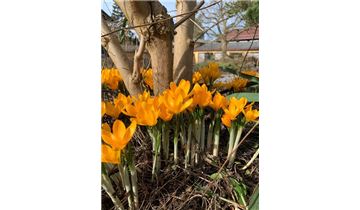 Gartenpflanzen Daepp