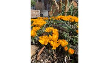 Gartenpflanzen Daepp