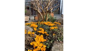 Gartenpflanzen Daepp