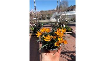 Gartenpflanzen Daepp