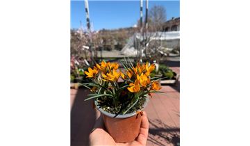 Gartenpflanzen Daepp