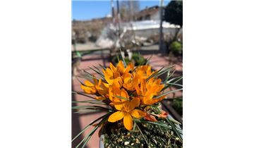 Gartenpflanzen Daepp