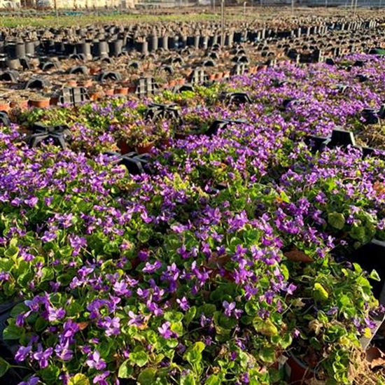 Viola odorata 'Königin Charlotte'