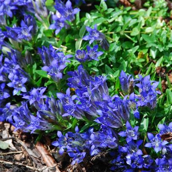 Gentiana septemfida var. lagodechiana