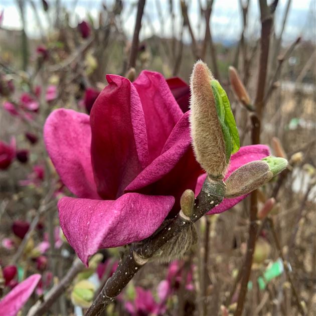 Magnolia 'Genie', Magnolie - Gartenpflanzen Daepp