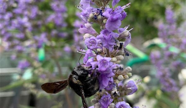 Vitex Xylocopa (8)