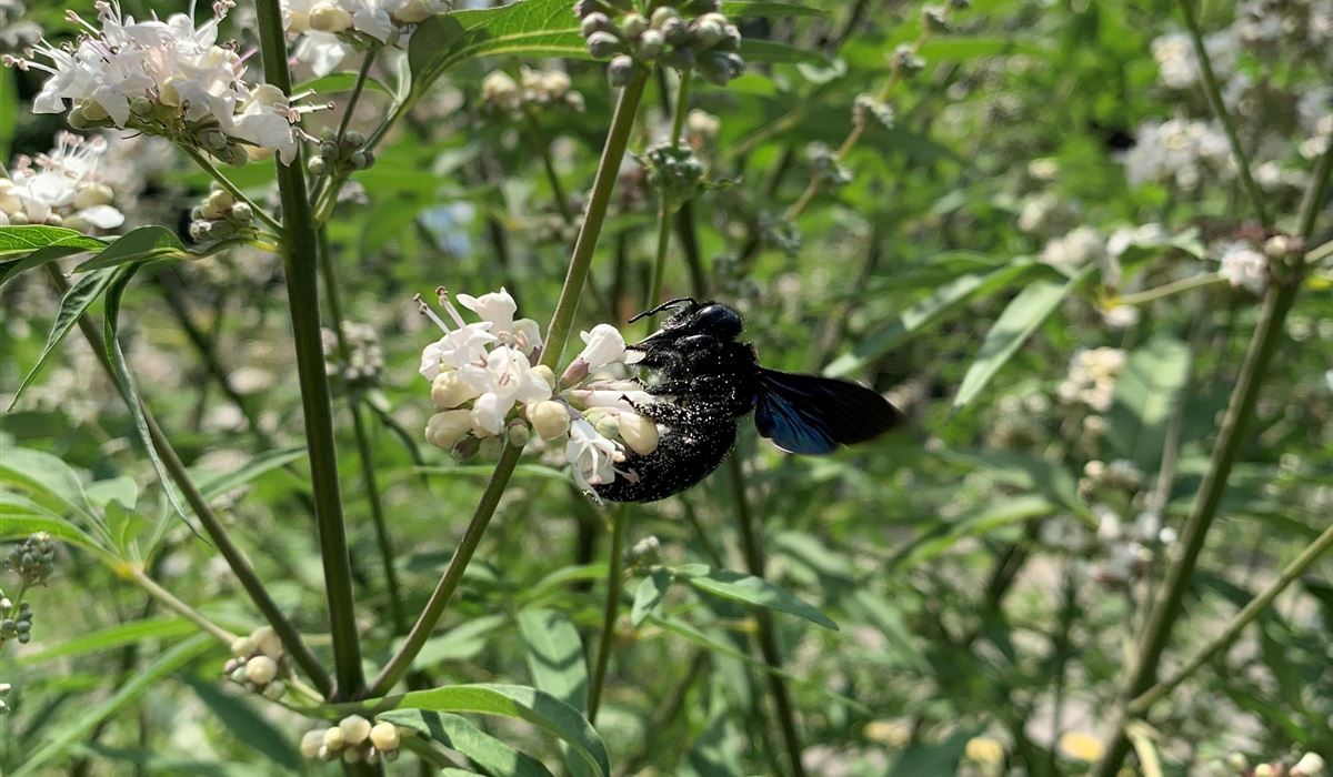 Vitex Xylocopa