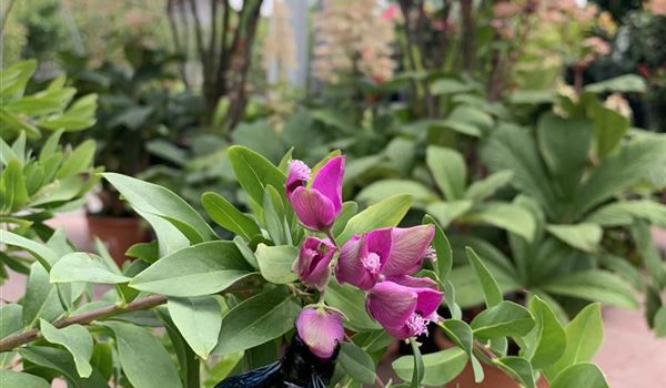 Polygala myrtifolia Holzbiene Xylocopa