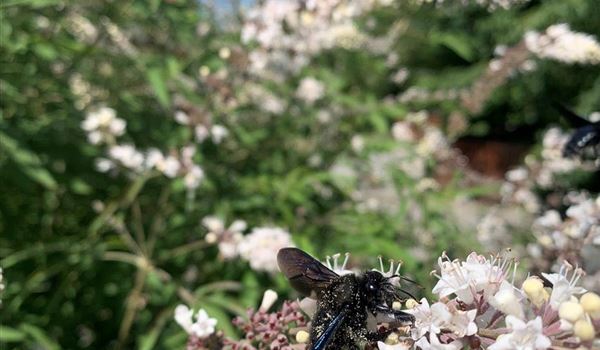 Vitex agnus-castus 'Silver Spire' Holzbiene(5)