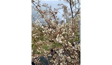 Gartenpflanzen Daepp