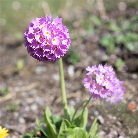 Primula denticulata 'Grandiflora'