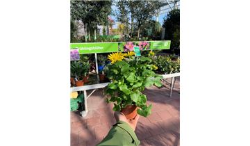 Gartenpflanzen Daepp