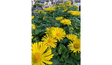 Gartenpflanzen Daepp