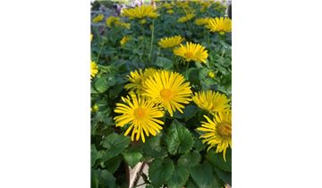 Gartenpflanzen Daepp