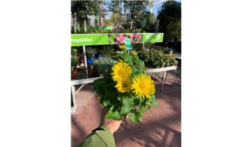 Gartenpflanzen Daepp