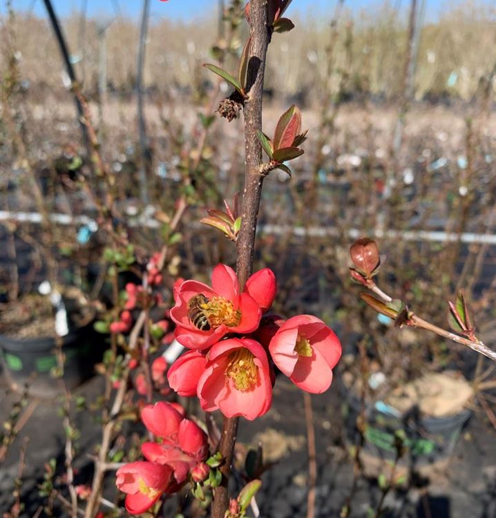 Zierquitte 'Pink Lady'